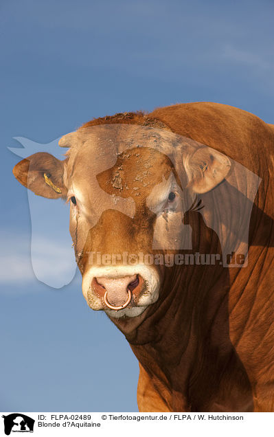 Blonde dAquitaine / Blonde dAquitaine / FLPA-02489